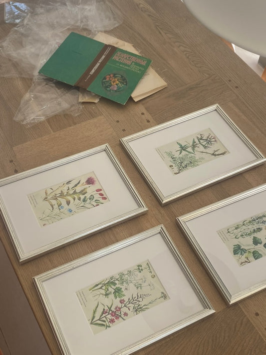 Antique ukrainian botanical framed pictures, set of 4